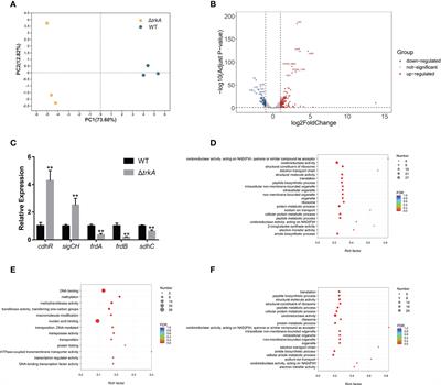 TrkA serves as a virulence modulator in Porphyromonas gingivalis by maintaining heme acquisition and pathogenesis